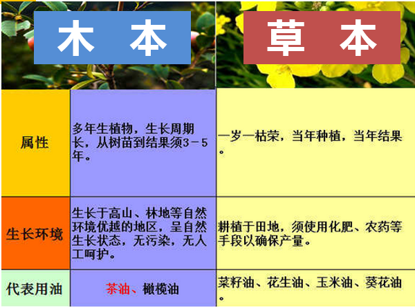 油茶樹（俗稱山茶樹）生長特點