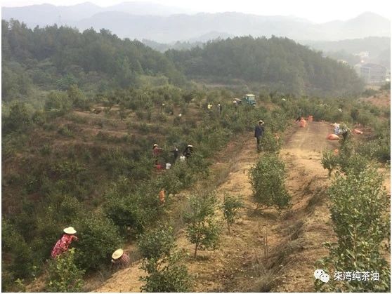 九豐農業七灣基地(dì / de)的(de)又一(yī / yì ／yí)年油茶籽采摘季節
