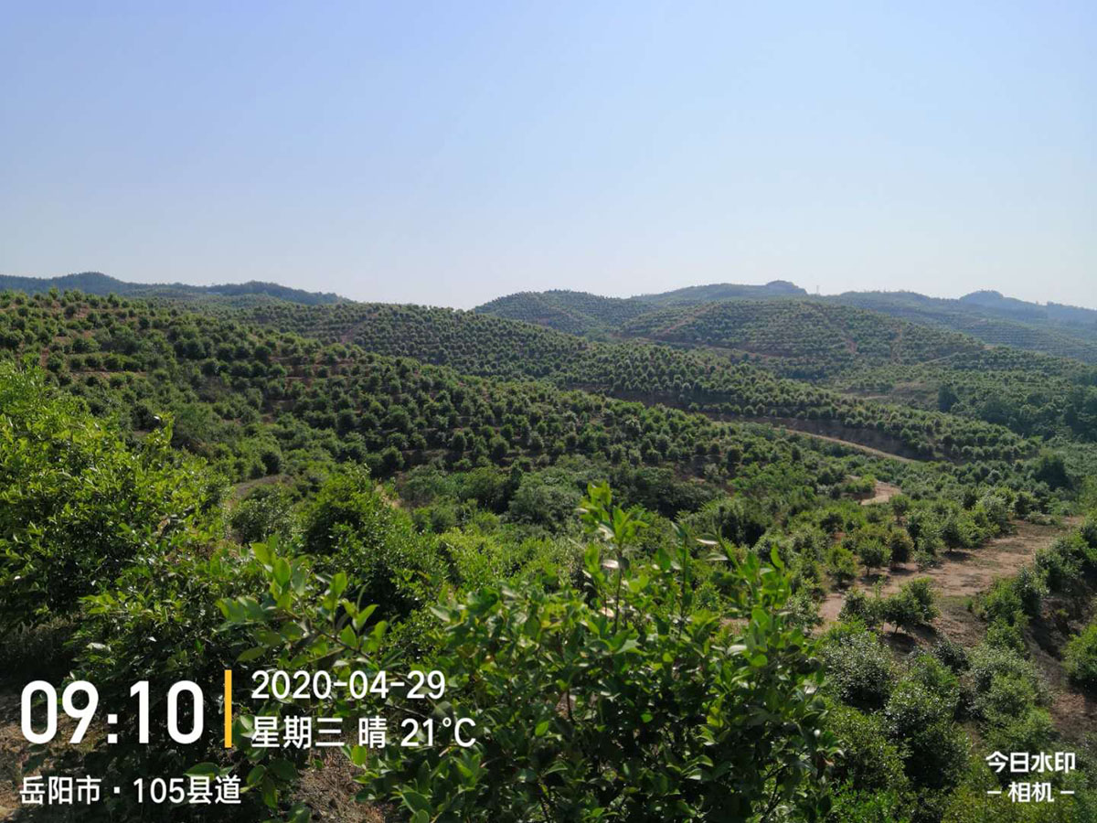 九豐農業萬利基地(dì / de)