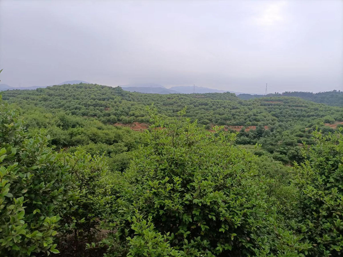 九豐農業南沖基地(dì / de)