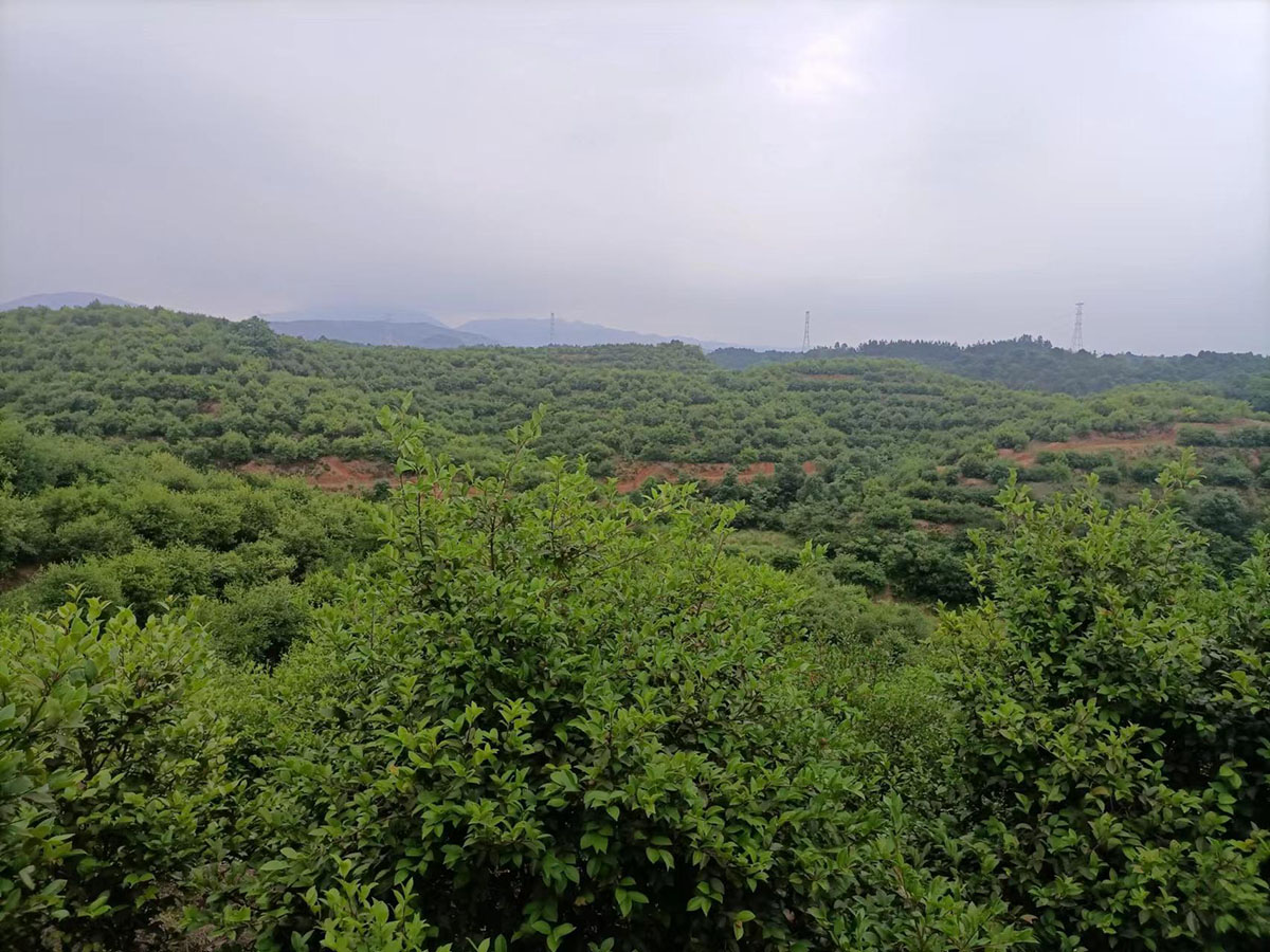 九豐農業甘田基地(dì / de)