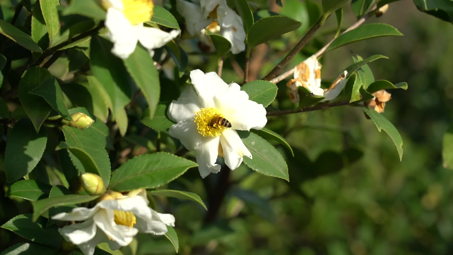 蜜蜂采茶花蜜-九豐農業茶油種植基地(dì / de)