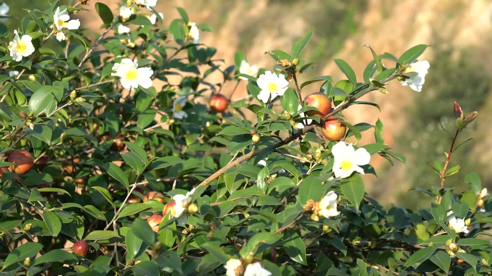 挂果開花-九豐農業茶油種植基地(dì / de)