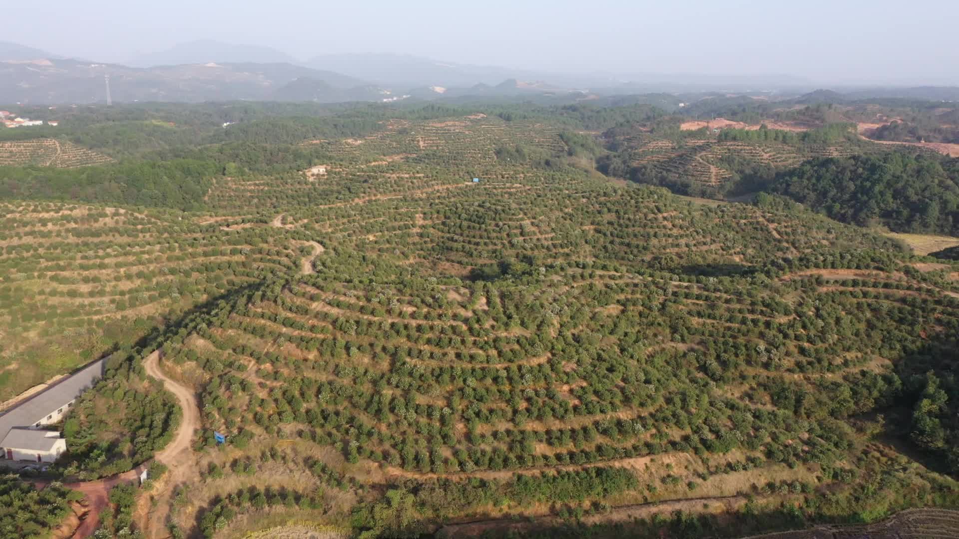 俄公塘基地(dì / de)-九豐農業茶油種植基地(dì / de)