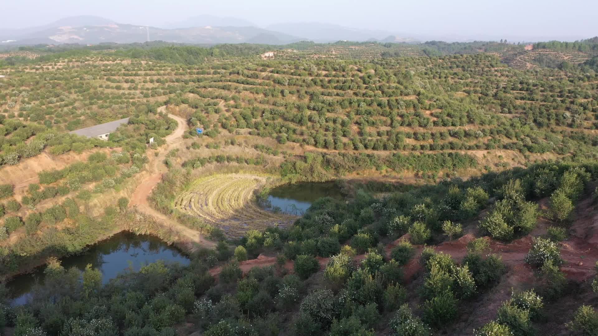 茶山一(yī / yì ／yí)片區基地(dì / de)-九豐農業茶油種植基地(dì / de)