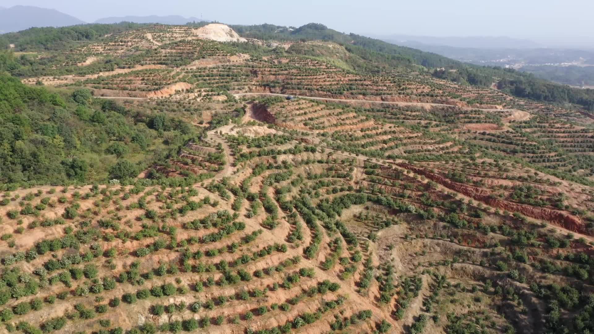 茶山二片區基地(dì / de)-九豐農業茶油種植基地(dì / de)